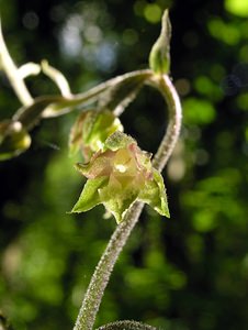 Epipactis microphylla (Orchidaceae)  - Épipactide à petites feuilles, Épipactis à petites feuilles Marne [France] 18/06/2005 - 130m