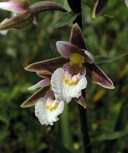 Epipactis palustris (Orchidaceae)  - Épipactis des marais - Marsh Helleborine  [Pays-Bas] 25/06/2005