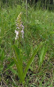 Gymnadenia conopsea (Orchidaceae)  - Gymnadénie moucheron, Orchis moucheron, Orchis moustique - Fragrant Orchid Aube [France] 03/06/2005 - 250m