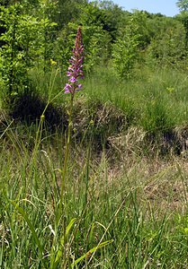 Gymnadenia conopsea (Orchidaceae)  - Gymnadénie moucheron, Orchis moucheron, Orchis moustique - Fragrant Orchid Marne [France] 18/06/2005 - 220m