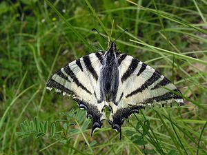 Iphiclides podalirius (Papilionidae)  - Flambé - Scarce Swallowtail Cote-d'Or [France] 05/06/2005 - 350m