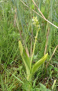 Liparis loeselii var. ovata (Orchidaceae)  - Liparis ovale  [Pays-Bas] 25/06/2005