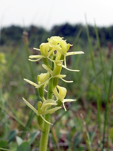 Liparis loeselii var. ovata (Orchidaceae)  - Liparis ovale  [Pays-Bas] 25/06/2005