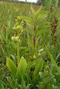 Liparis loeselii var. ovata (Orchidaceae)  - Liparis ovale  [Pays-Bas] 25/06/2005