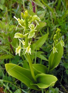 Liparis loeselii var. ovata (Orchidaceae)  - Liparis ovale  [Pays-Bas] 25/06/2005