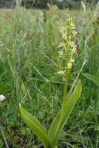 Liparis loeselii var. ovata (Orchidaceae)  - Liparis ovale  [Pays-Bas] 25/06/2005