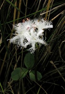 Menyanthes trifoliata (Menyanthaceae)  - Ményanthe trifolié, Trèfle d'eau, Ményanthe, Ményanthe trèfle d'eau - Bogbean Haute-Marne [France] 05/06/2005 - 380m