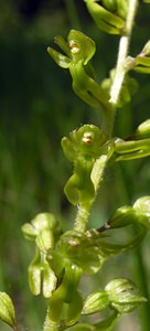Neottia ovata (Orchidaceae)  - Néottie ovale, Grande Listère, Double-feuille, Listère à feuilles ovales, Listère ovale - Common Twayblade Aube [France] 03/06/2005 - 250m