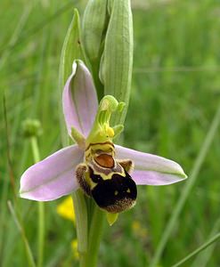 Ophrys apifera (Orchidaceae)  - Ophrys abeille - Bee Orchid Aube [France] 03/06/2005 - 340m