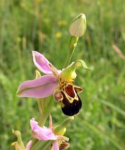Ophrys apifera (Orchidaceae)  - Ophrys abeille - Bee Orchid  [Pays-Bas] 25/06/2005