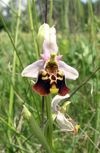 Ophrys fuciflora (Orchidaceae)  - Ophrys bourdon, Ophrys frelon - Late Spider-orchid Aube [France] 03/06/2005 - 250m