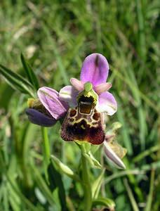 Ophrys fuciflora (Orchidaceae)  - Ophrys bourdon, Ophrys frelon - Late Spider-orchid Marne [France] 18/06/2005 - 220m