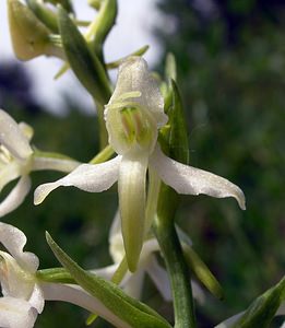 Platanthera bifolia (Orchidaceae)  - Platanthère à deux feuilles, Platanthère à fleurs blanches - Lesser Butterfly-orchid Aube [France] 03/06/2005 - 250m