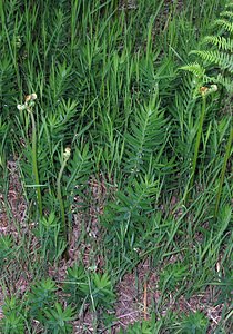 Polygonatum verticillatum (Asparagaceae)  - Sceau-de-Salomon verticillé, Muguet verticillé, Polygonate verticillé - Whorled Solomon's-seal Ardennes [France] 12/06/2005 - 480m