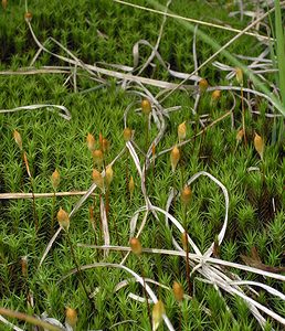 Polytrichum commune (Polytrichaceae)  - Common Haircap Ardennes [France] 12/06/2005 - 460m