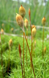Polytrichum commune (Polytrichaceae)  - Common Haircap Ardennes [France] 12/06/2005 - 460m