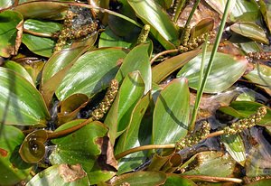 Potamogeton natans (Potamogetonaceae)  - Potamot nageant - Broad-leaved Pondweed Ardennes [France] 12/06/2005 - 310m