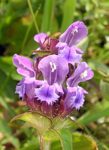 Prunella vulgaris (Lamiaceae)  - Herbe Catois - Selfheal  [Pays-Bas] 25/06/2005