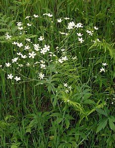 Ranunculus platanifolius (Ranunculaceae)  - Renoncule à feuilles de platane Ardennes [France] 12/06/2005 - 420m