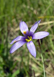 Sisyrinchium montanum (Iridaceae)  - Sisyrinchium des montagnes, Bermudienne des montagnes, Bermudienne montagnarde - American Blue-eyed-grass Haute-Marne [France] 04/06/2005 - 430m