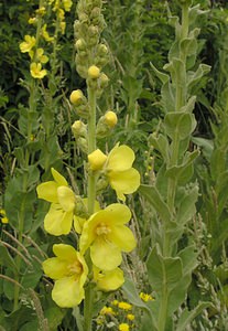 Verbascum densiflorum (Scrophulariaceae)  - Molène à fleurs denses, Molène faux bouillon-blanc, Molène faux thapsus - Dense-flowered Mullein  [Pays-Bas] 25/06/2005