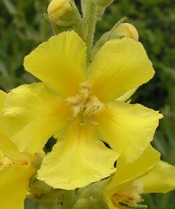 Verbascum densiflorum (Scrophulariaceae)  - Molène à fleurs denses, Molène faux bouillon-blanc, Molène faux thapsus - Dense-flowered Mullein  [Pays-Bas] 25/06/2005