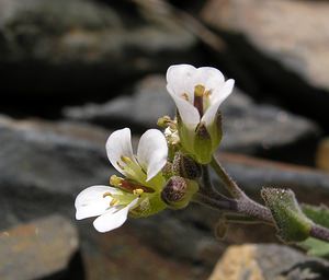 Arabis alpina (Brassicaceae)  - Arabette des Alpes, Corbeille d'argent - Alpine Rock-cress Hautes-Pyrenees [France] 10/07/2005 - 2200m