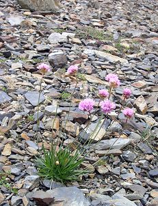 Armeria alpina (Plumbaginaceae)  - Armérie des Alpes, Arméria des Alpes Hautes-Pyrenees [France] 10/07/2005 - 2200m