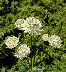 Astrantia major (Apiaceae)  - Grande astrance, Astrance élevée, Grande radiaire - Astrantia Hautes-Pyrenees [France] 11/07/2005 - 1890m
