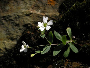 Atocion rupestre (Caryophyllaceae)  - Silène des rochers, Silène rupestre, Atocion rupestre, Atocion des rochers Ariege [France] 05/07/2005 - 1630m