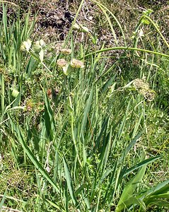 Bupleurum angulosum (Apiaceae)  - Buplèvre anguleux Hautes-Pyrenees [France] 11/07/2005 - 1890m