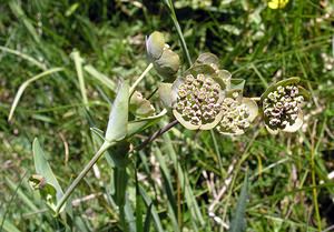 Bupleurum angulosum (Apiaceae)  - Buplèvre anguleux Hautes-Pyrenees [France] 11/07/2005 - 1890m