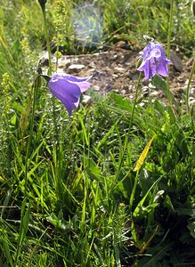 Campanula cochleariifolia (Campanulaceae)  - Campanule à feuilles de cranson, Campanule à feuilles de cochléaire, Campanule à feuilles de raifort - Fairy's-thimble Haute-Ribagorce [Espagne] 09/07/2005 - 2040m