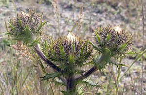 Carlina vulgaris (Asteraceae)  - Carline commune, Chardon doré - Carline Thistle Kent [Royaume-Uni] 21/07/2005 - 10m