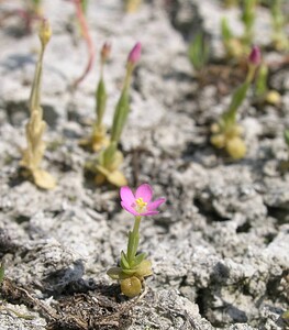 Centaurium  (Gentianaceae)  - Érythrée, Petite-centaurée - centauries Kent [Royaume-Uni] 21/07/2005 - 10m