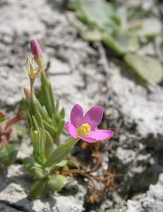 Centaurium  (Gentianaceae)  - Érythrée, Petite-centaurée - centauries Kent [Royaume-Uni] 21/07/2005 - 10m