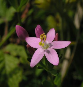 Centaurium erythraea (Gentianaceae)  - Érythrée petite-centaurée - Common Centaury Kent [Royaume-Uni] 20/07/2005 - 110m