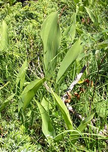Convallaria majalis (Asparagaceae)  - Muguet de mai, Muguet, Clochette des bois - Lily-of-the-valley Hautes-Pyrenees [France] 11/07/2005 - 1890m