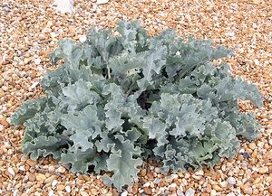 Crambe maritima (Brassicaceae)  - Crambe maritime, Choux marin - Sea-kale Kent [Royaume-Uni] 21/07/2005 - 10m