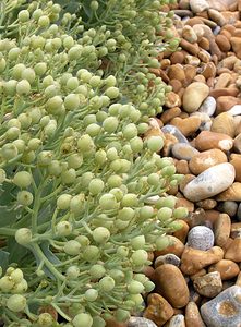 Crambe maritima (Brassicaceae)  - Crambe maritime, Choux marin - Sea-kale Kent [Royaume-Uni] 21/07/2005 - 10m