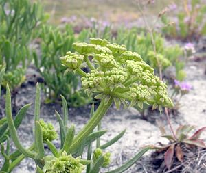 Crithmum maritimum (Apiaceae)  - Criste marine, Fenouil marin - Rock Samphire Kent [Royaume-Uni] 21/07/2005 - 10m