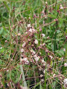 Cuscuta epithymum (Convolvulaceae)  - Cuscute du thym, Cuscute à petites fleurs, Petite cuscute - Dodder Val-d'Aran [Espagne] 08/07/2005 - 1390m