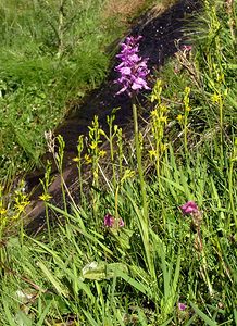 Dactylorhiza maculata (Orchidaceae)  - Dactylorhize maculé, Orchis tacheté, Orchis maculé - Heath Spotted-orchid Ariege [France] 05/07/2005 - 1630m