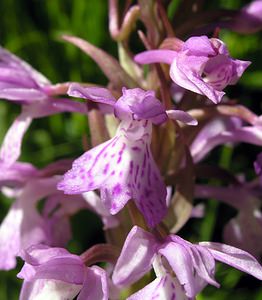 Dactylorhiza maculata (Orchidaceae)  - Dactylorhize maculé, Orchis tacheté, Orchis maculé - Heath Spotted-orchid Ariege [France] 06/07/2005 - 1640m