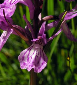 Dactylorhiza maculata (Orchidaceae)  - Dactylorhize maculé, Orchis tacheté, Orchis maculé - Heath Spotted-orchid Ariege [France] 06/07/2005 - 1640m