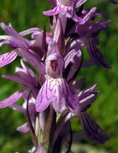 Dactylorhiza maculata (Orchidaceae)  - Dactylorhize maculé, Orchis tacheté, Orchis maculé - Heath Spotted-orchid Ariege [France] 06/07/2005 - 1640m