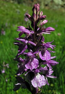 Dactylorhiza maculata (Orchidaceae)  - Dactylorhize maculé, Orchis tacheté, Orchis maculé - Heath Spotted-orchid Ariege [France] 06/07/2005 - 1640m