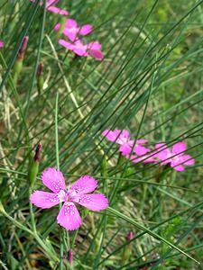 Dianthus deltoides (Caryophyllaceae)  - oeillet deltoïde, oeillet couché, oeillet à delta - Maiden Pink Haute-Ribagorce [Espagne] 09/07/2005 - 2040m