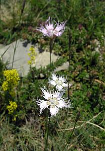 Dianthus hyssopifolius (Caryophyllaceae)  - oeillet à feuilles d'hysope, oeillet de Montpellier Sobrarbe [Espagne] 09/07/2005 - 1640m