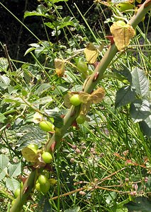 Dioscorea communis (Dioscoreaceae)  - Tamier commun, Herbe aux femmes battues - Black Bryony Kent [Royaume-Uni] 20/07/2005 - 110m
